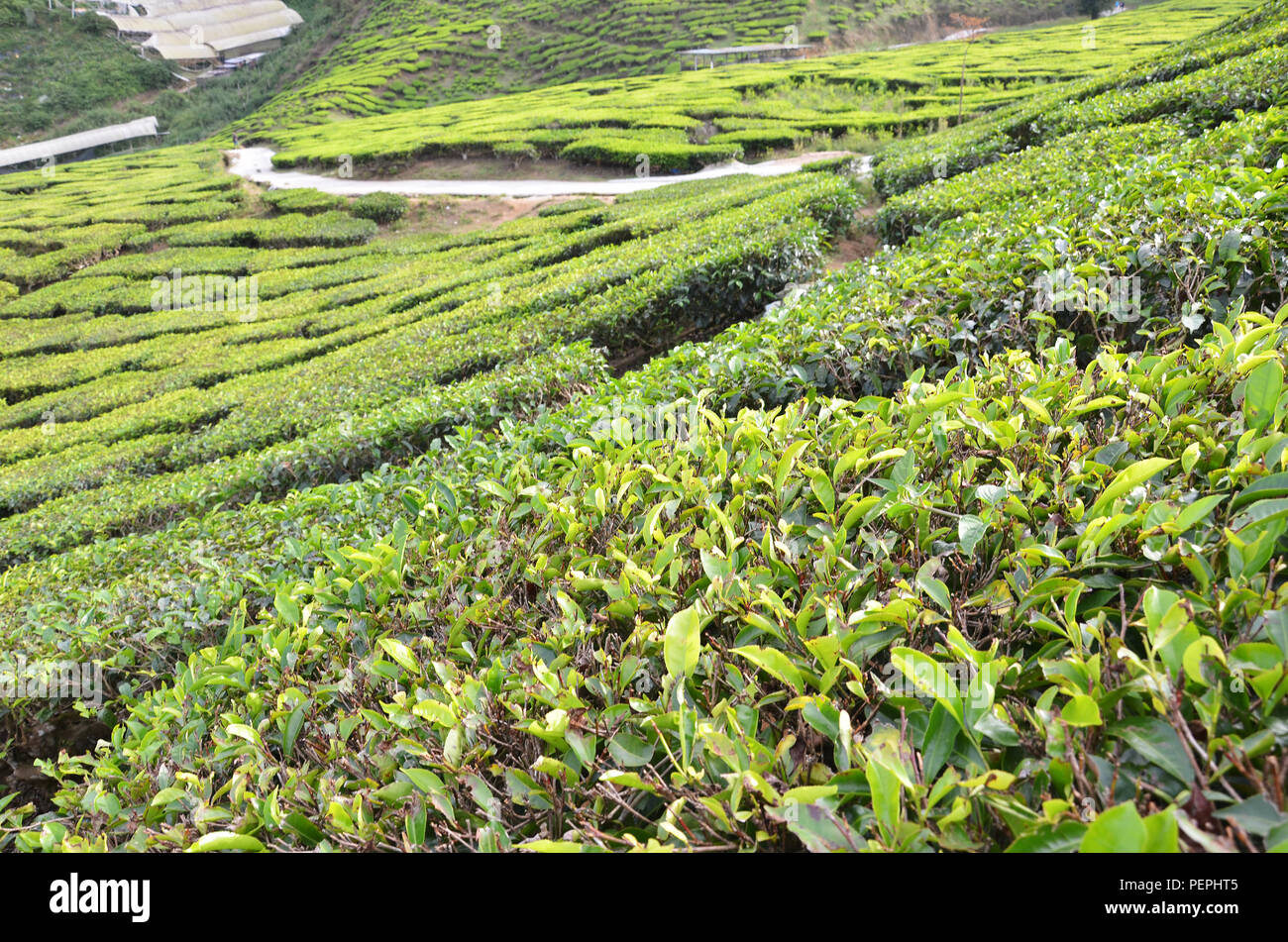 Tea plantation located in Cameron Highlands, Malaysia Stock Photo Alamy