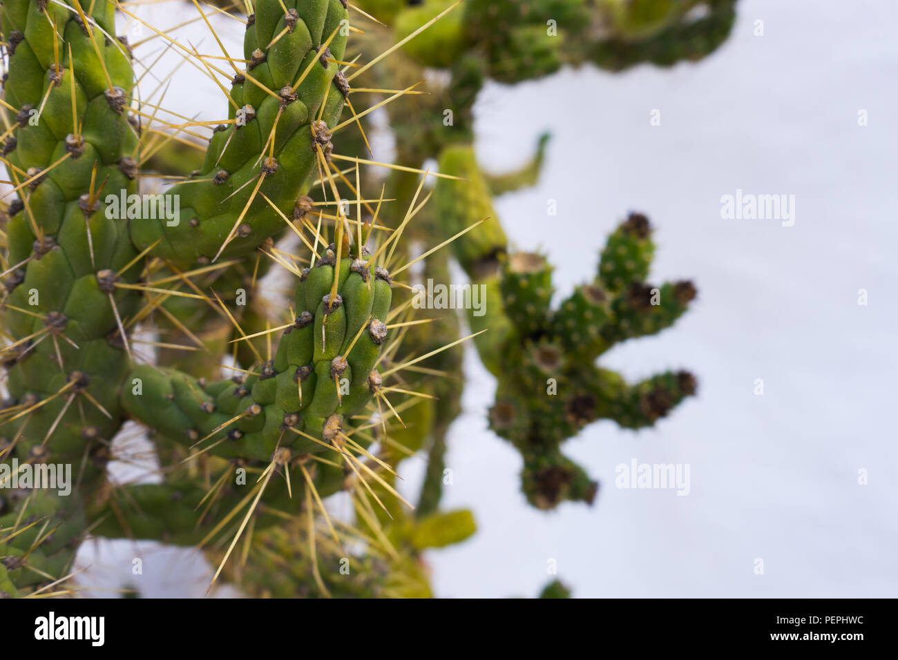 Prickly Pin Cactus on white background Stock Photo