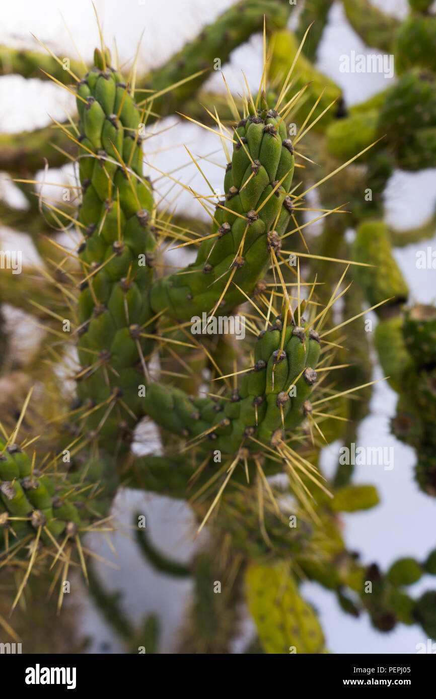 Prickly Pin Cactus on white background Stock Photo