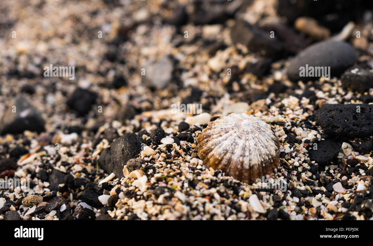 Seashell with black volcanic rock background on Lanzarote beach with copy space Stock Photo