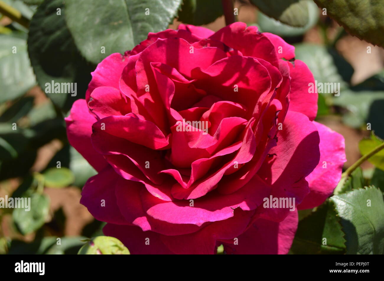Red rose grows on a Bush in the garden Stock Photo - Alamy