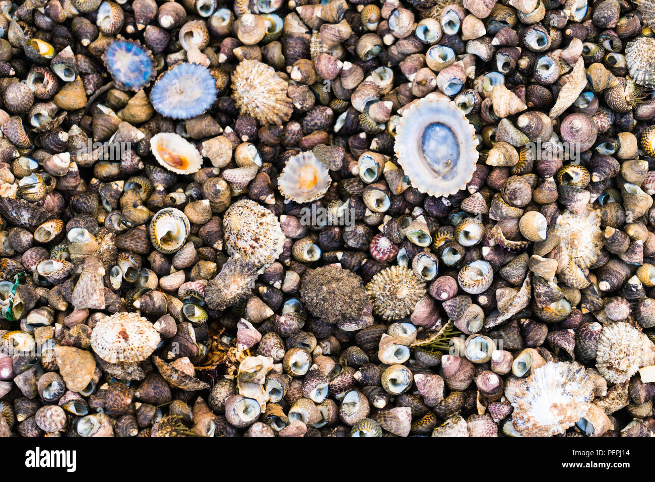 Colorful seashells background on Lanzarote beach Stock Photo