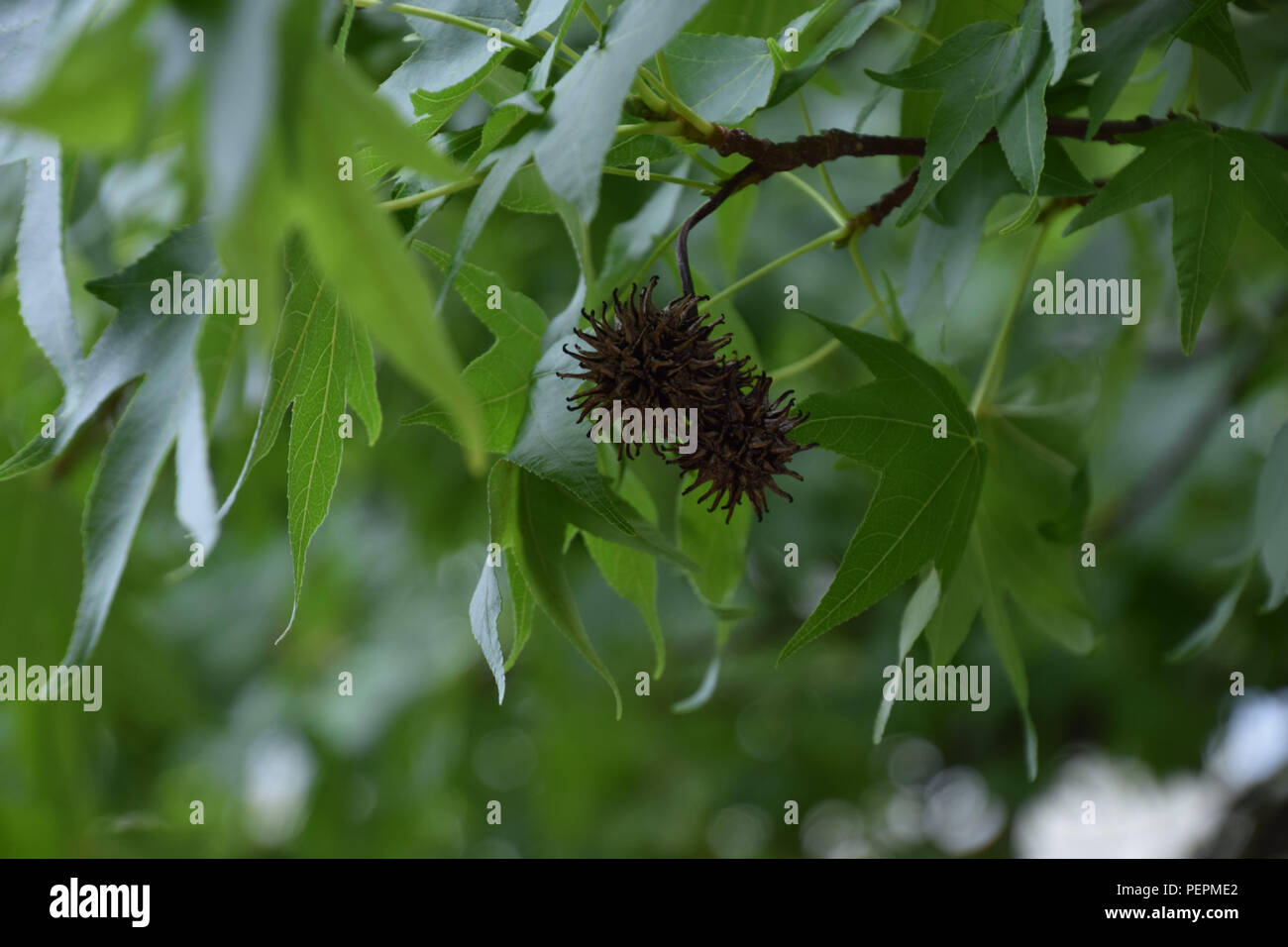 Gumball Tree Fruit Fruit Trees