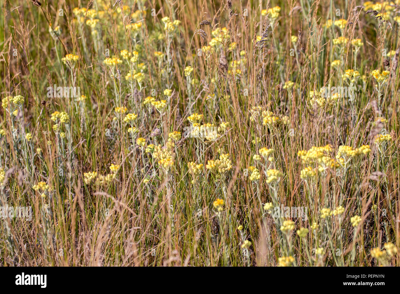 Field yellow flowers top view hi-res stock photography and images - Alamy