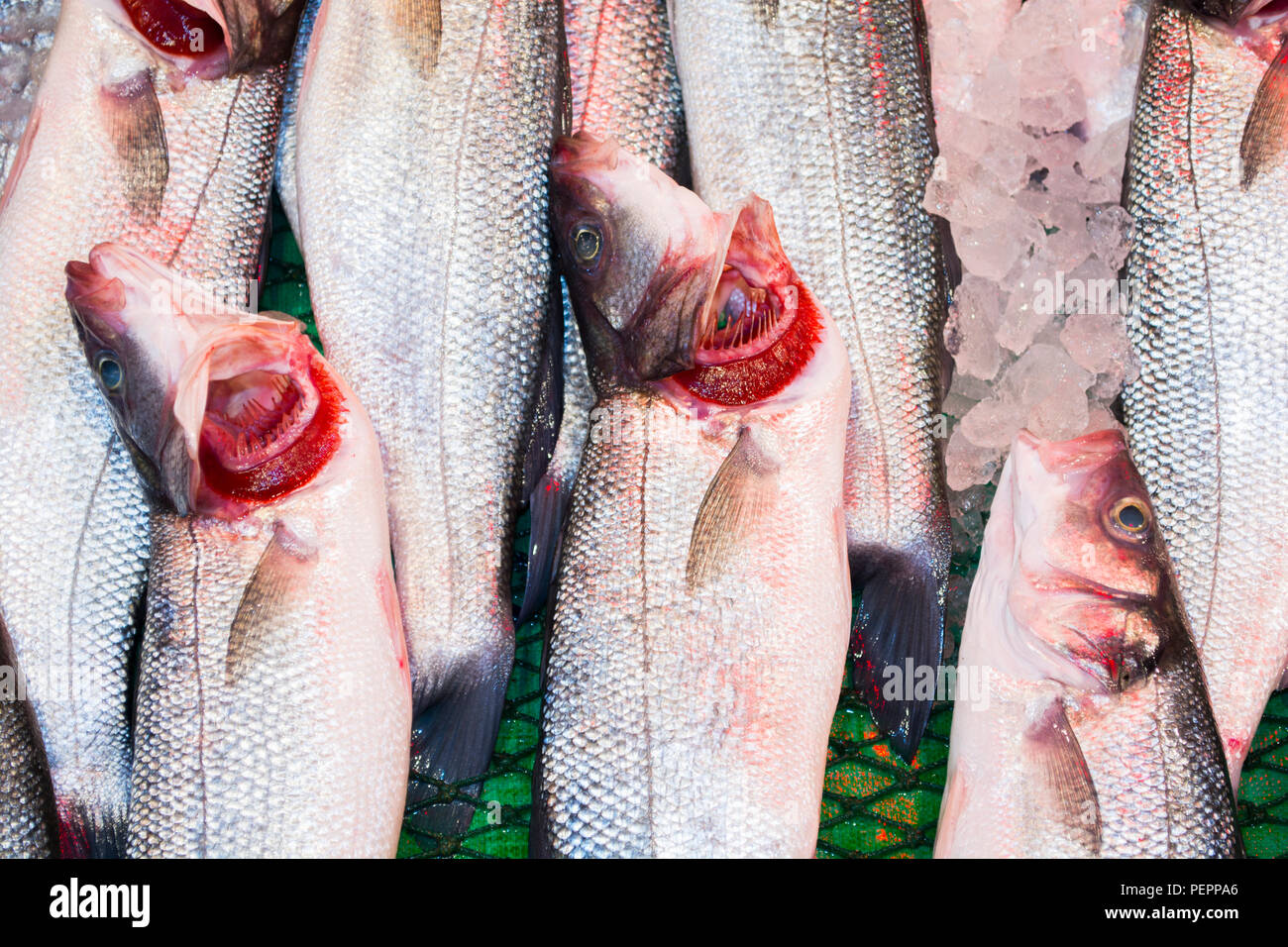Close up of fresh fishes Giant Perch, barramundi, silver perch, white perch, white snapper or sea basses in cool ice. Fishes of mass product from loca Stock Photo