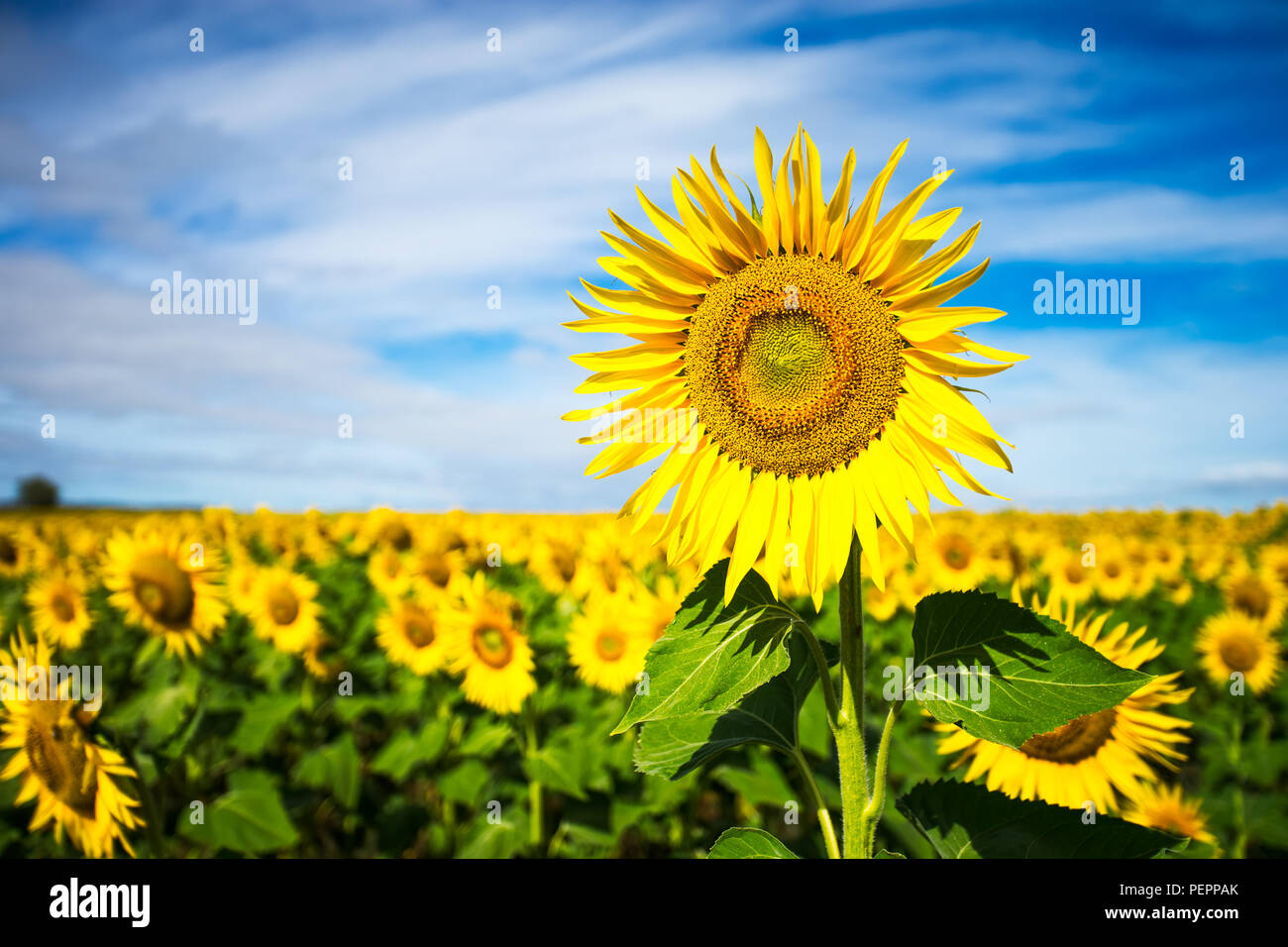 Vibrant field of bright yellow hi-res stock photography and images - Alamy