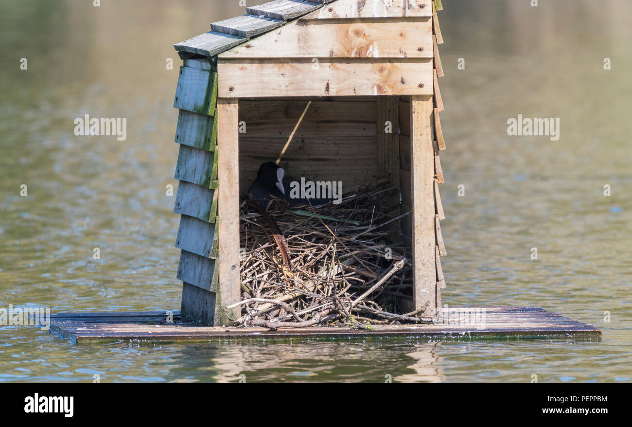 Wooden duck and bird house floating on a lake with a Coot nesting inside in Spring in West Sussex, England, UK. Stock Photo