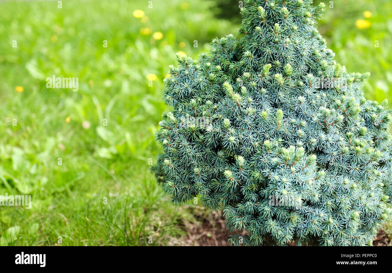 Blue Star Juniper Blue Star Juniper Shrub Plantingtree Com