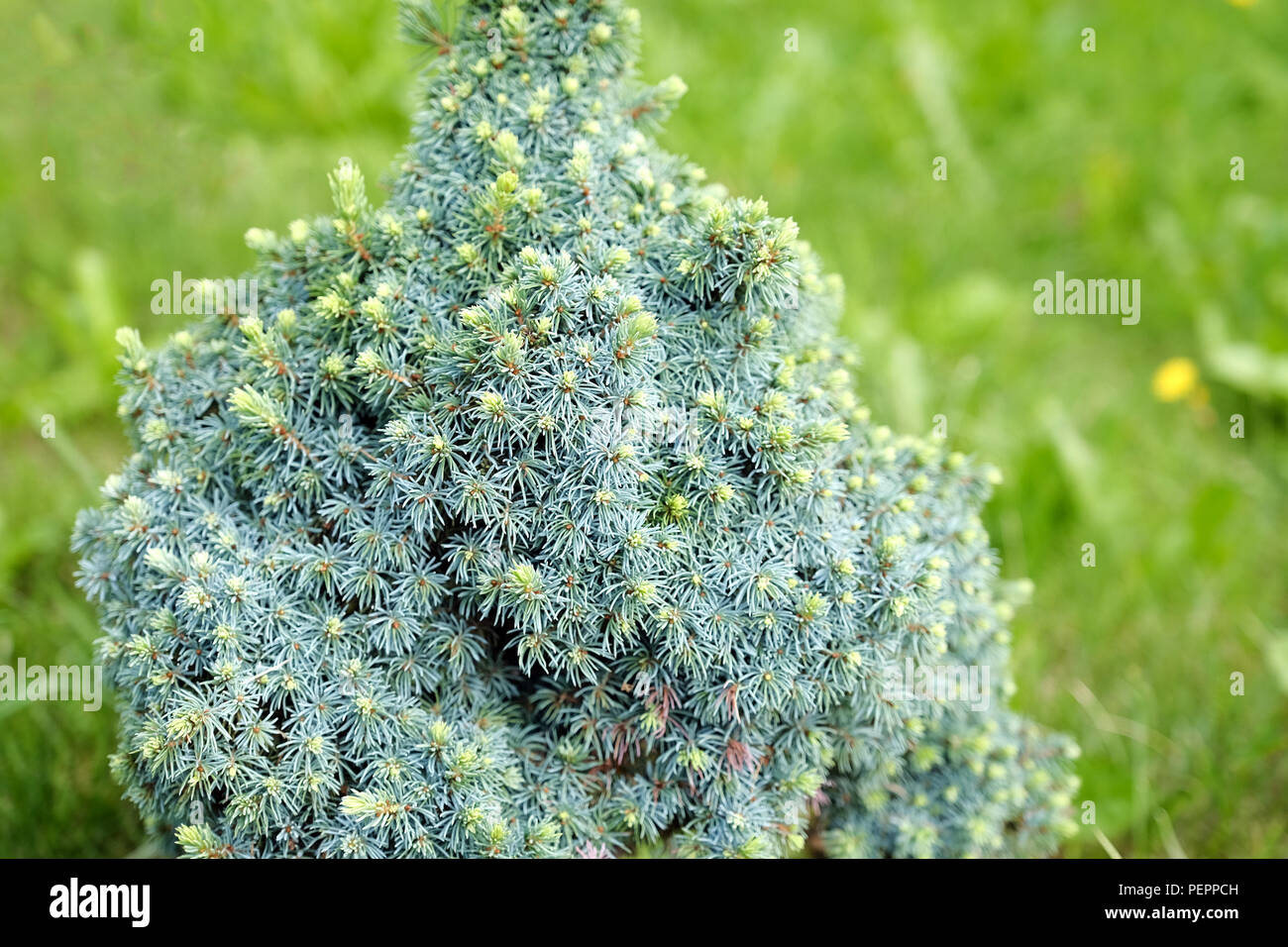 Juniper Bush close-up. Background with branches of juniper trees growing in the Park. On a grass background Stock Photo