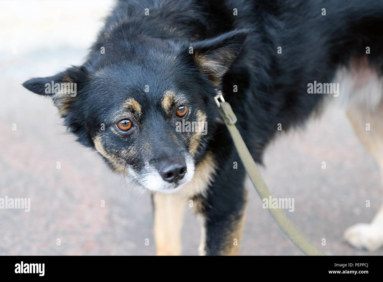 pedigree mongrel