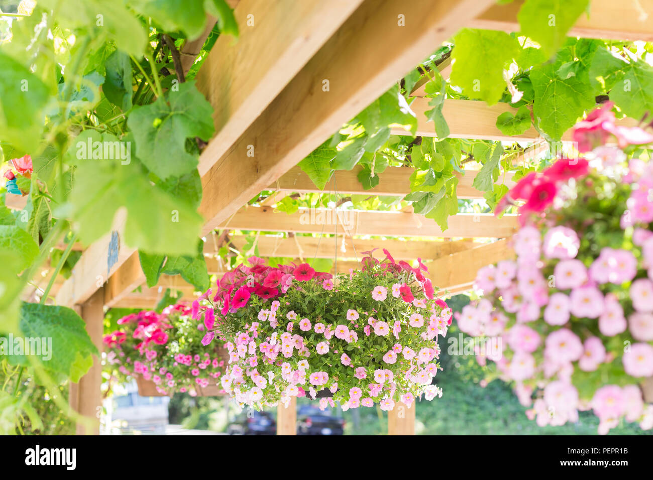 Baskets in a hanging flower garden on a sunny day. Stock Photo