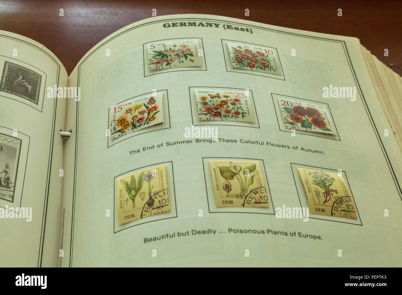 Stamps collection album with one page contains couple sets of used stamps from East Germany depicting autumn flowers and poisonous plants of Europe. Stock Photo