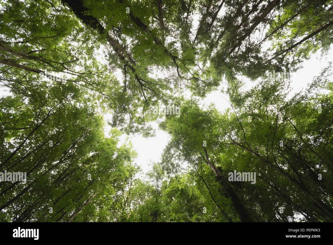 Tropical trees hi-res stock photography and images - Alamy