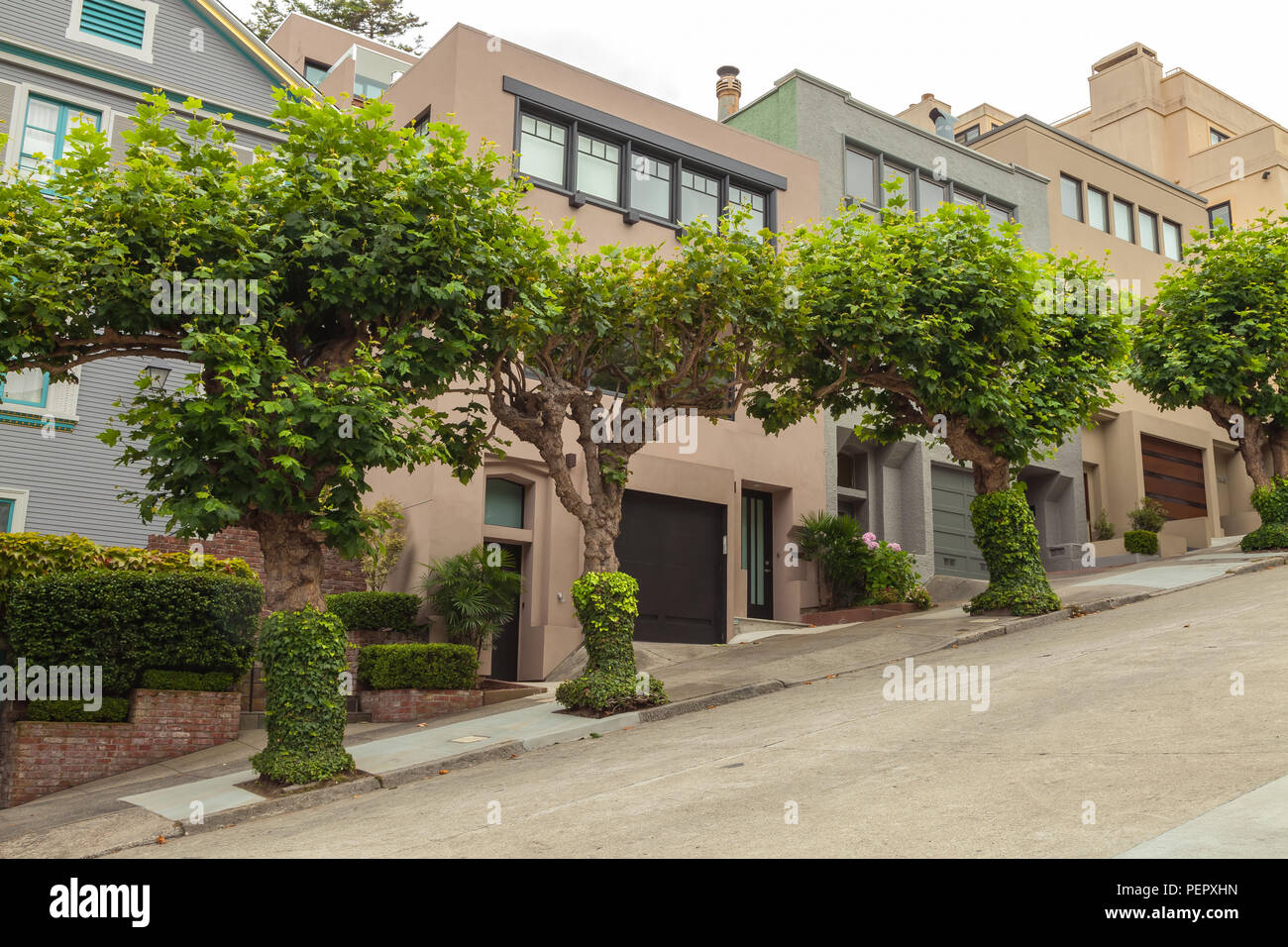 London plane trees and the home curb appeal in San Francisco, California Stock Photo