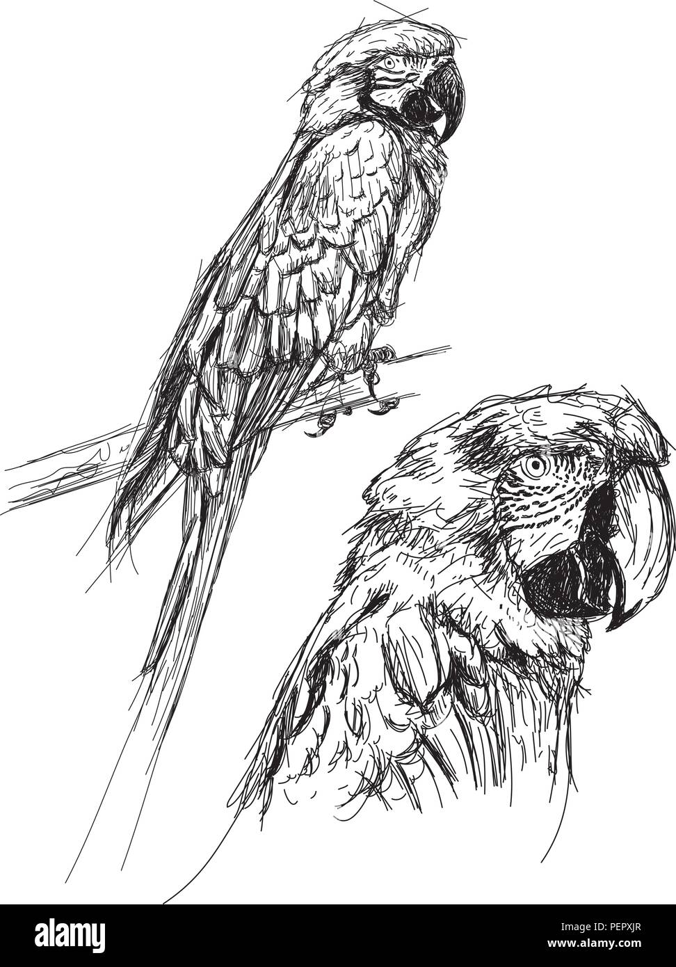 How To Sketch A Parrot by Dawn | dragoart.com | Parrot drawing, Eagle  drawing, Drawings