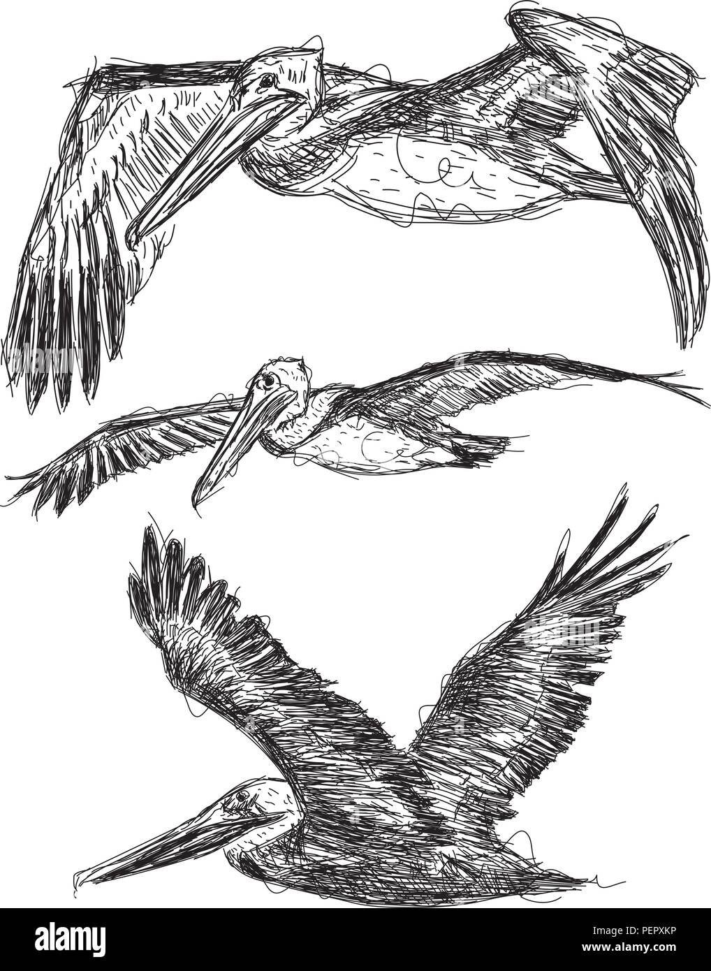 Pelican sketches Sketchy, Brown Pelicans in flight. Stock Vector
