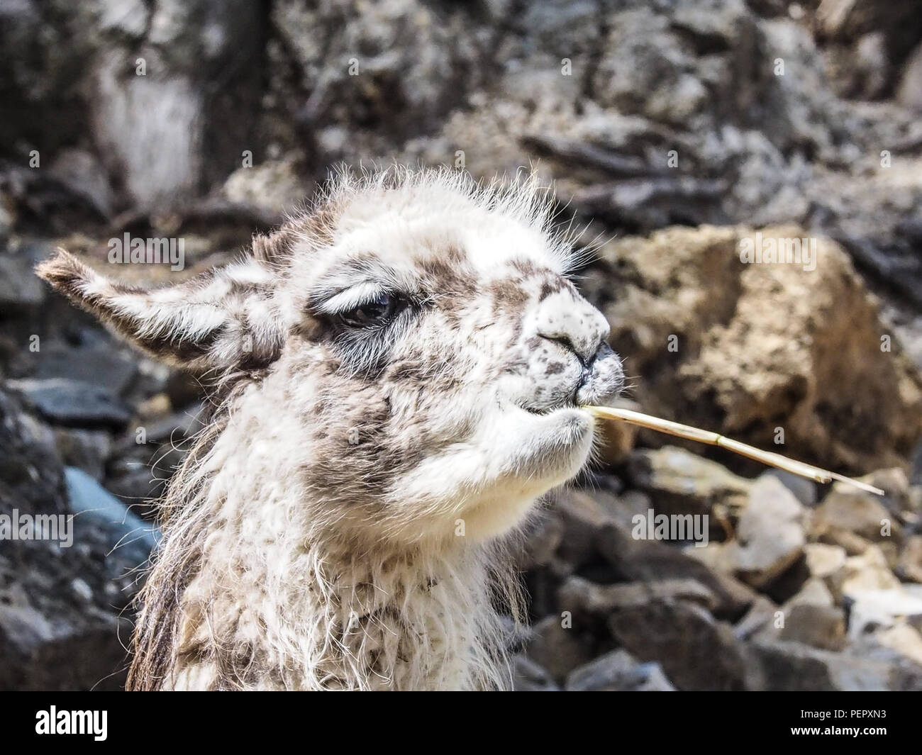 A funny Llama close-up eating grass and chewing, Lake Titicaca, Isla del Sol, Bolivia Stock Photo