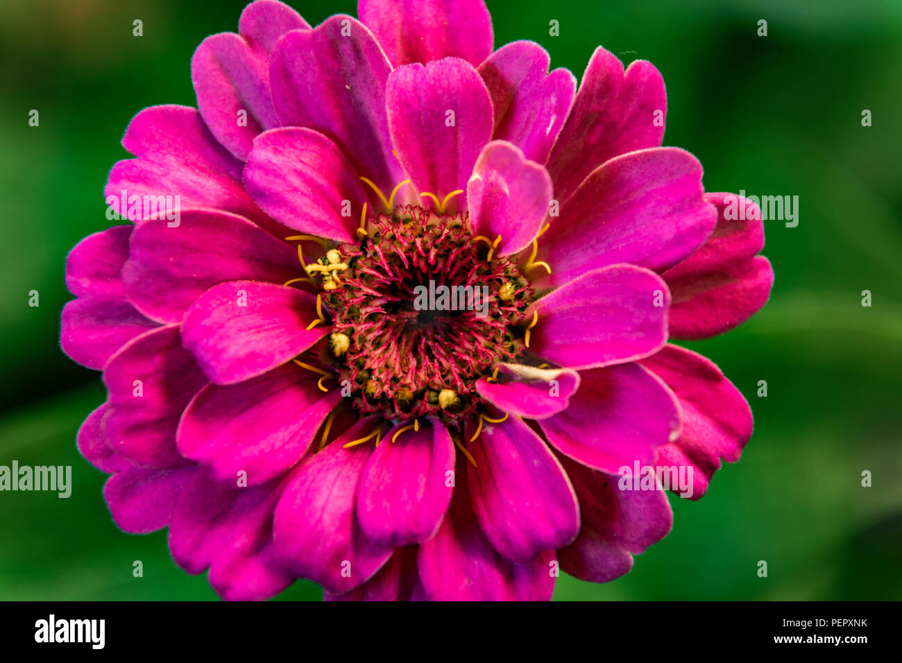 flower close-u of a pink daisy Stock Photo