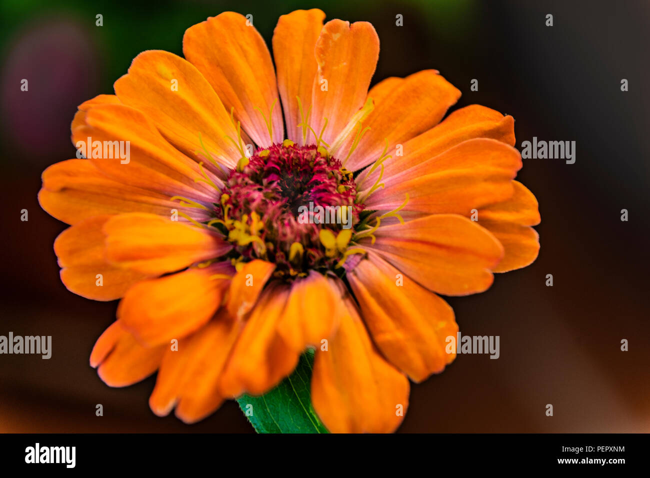flower close-u of a orange daisy Stock Photo