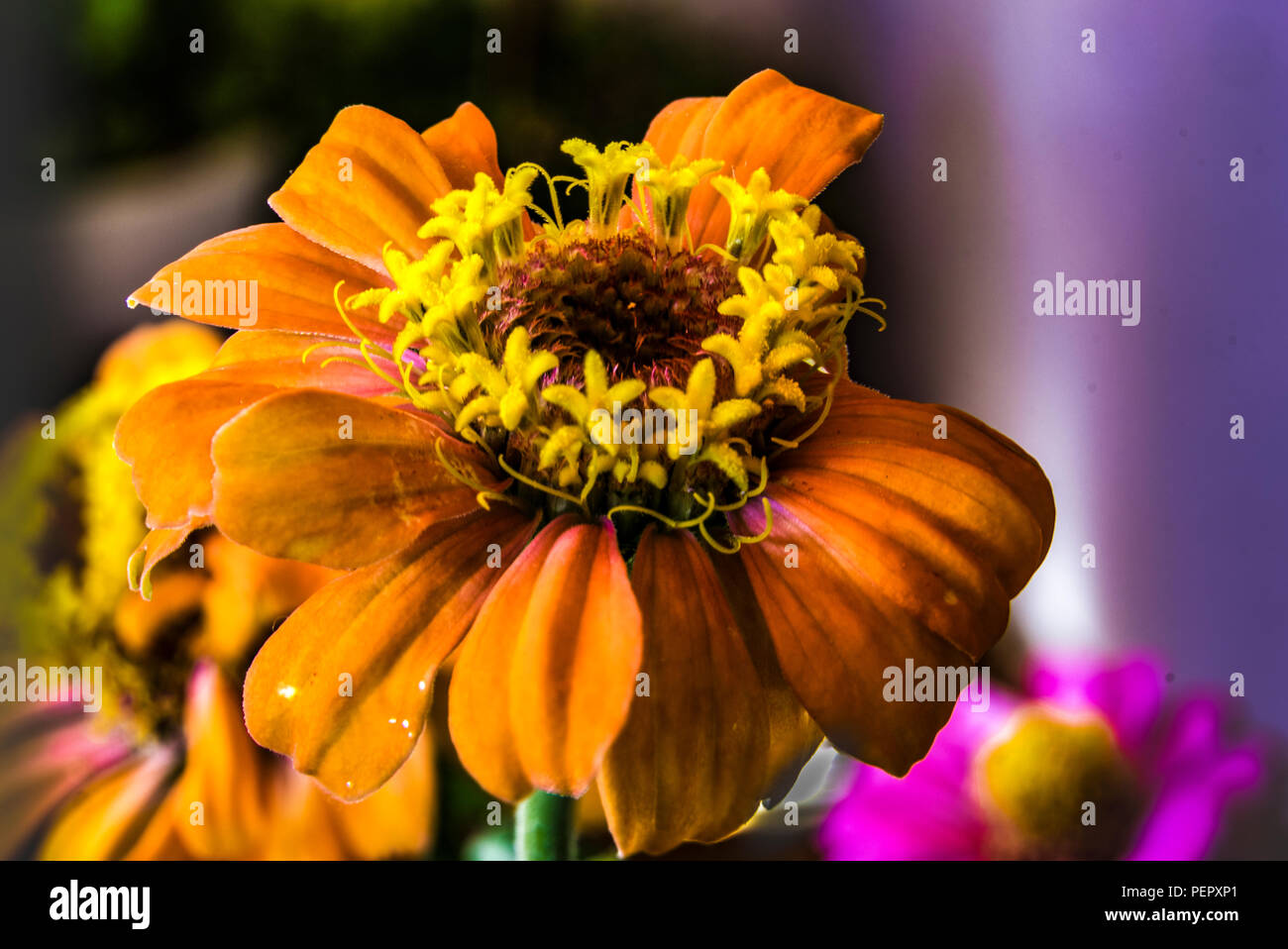 flower close-u of a yellow orange daisy Stock Photo