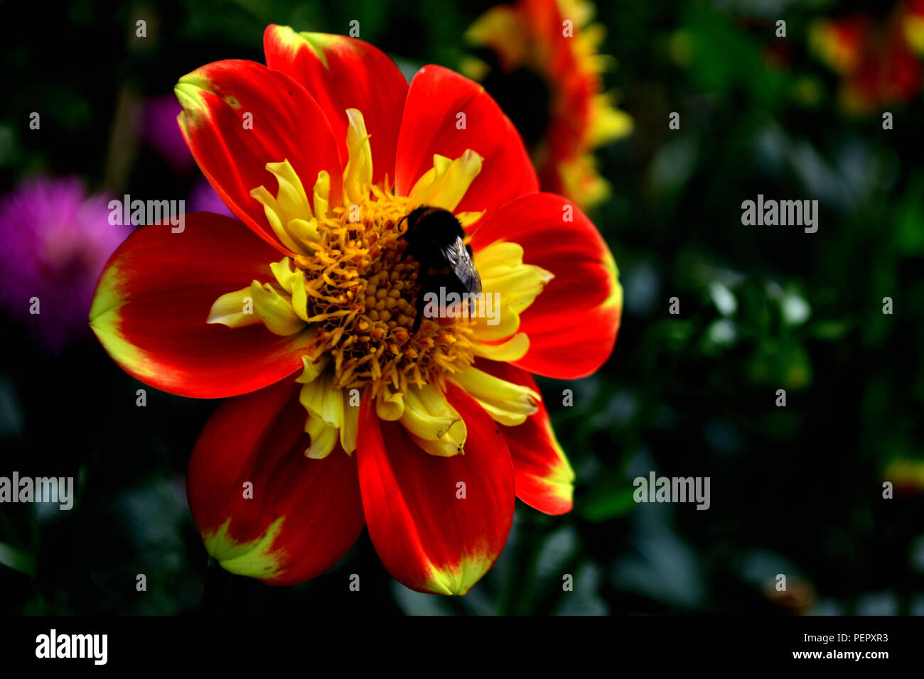 Close up of a hardworking bee in the process of pollinating a colourful flower with copy space Stock Photo
