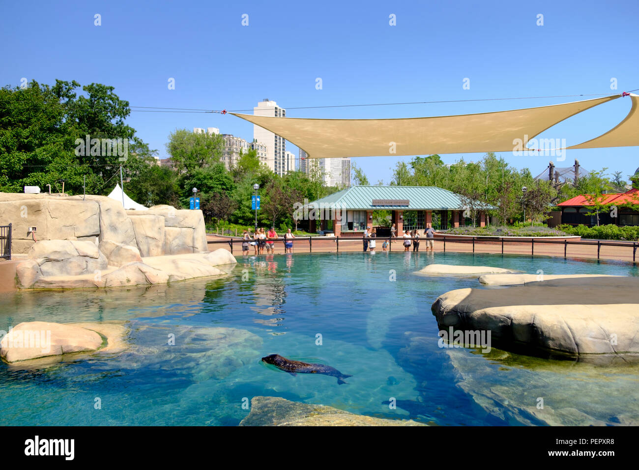Kovler Seal Pool at Lincoln Park Zoo in Summer , Chicago, Illinois, USA Stock Photo