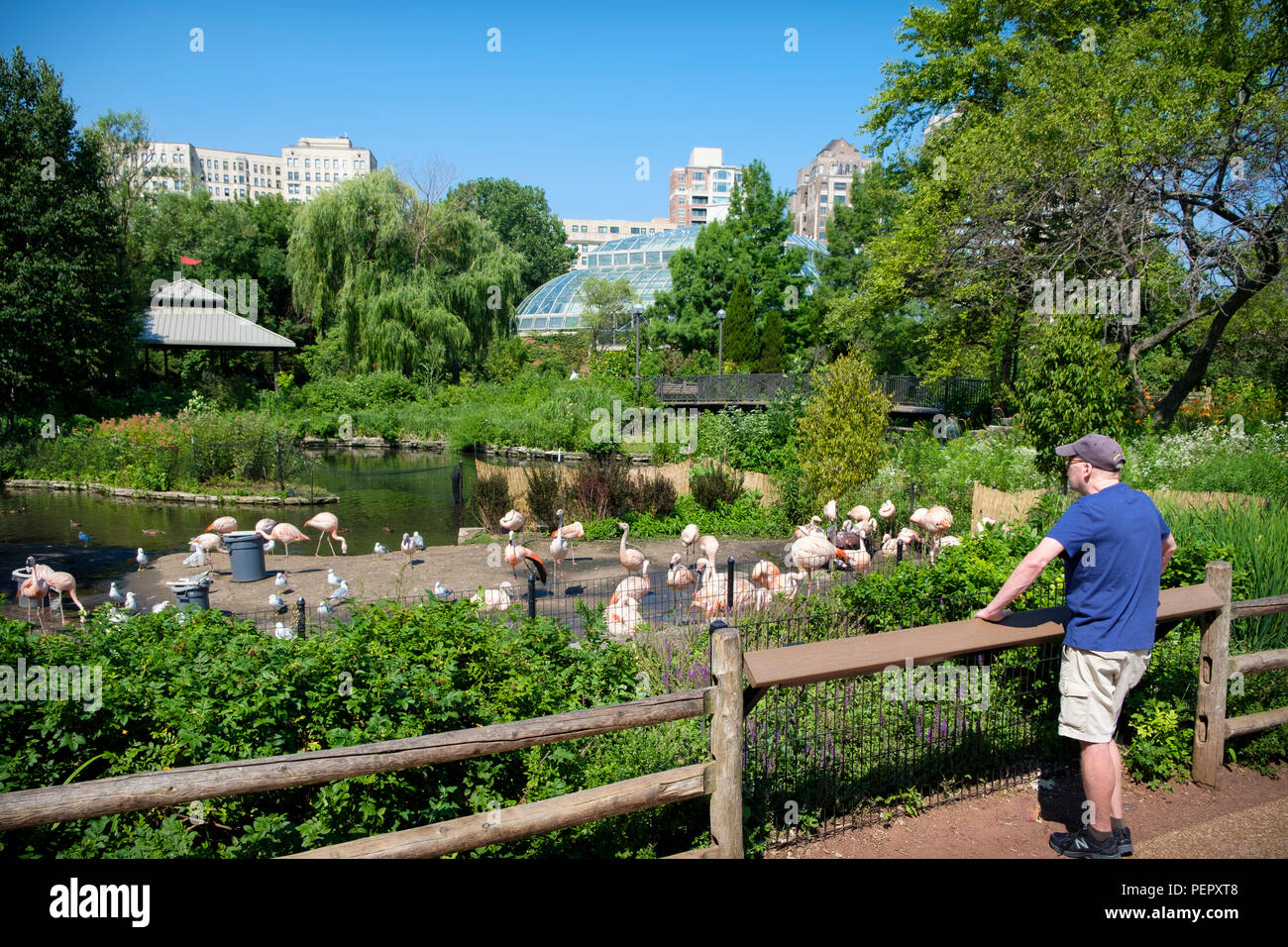 Visitor enjoying Flamigos at Lincoln Park Zoo in Summer , Chicago, Illinois, USA Stock Photo
