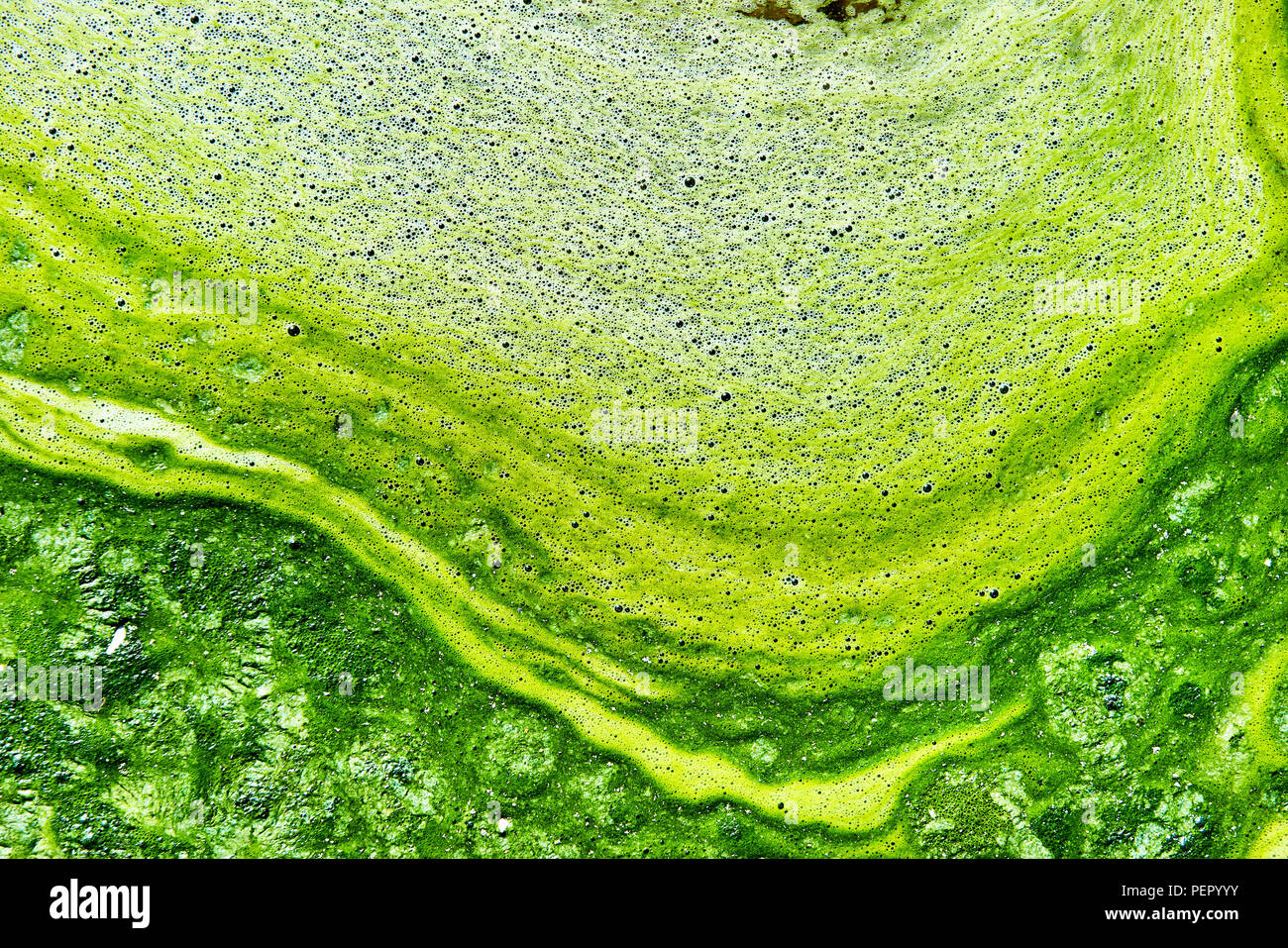 Polluted water with algae. Green and yellow colors. Natural textured