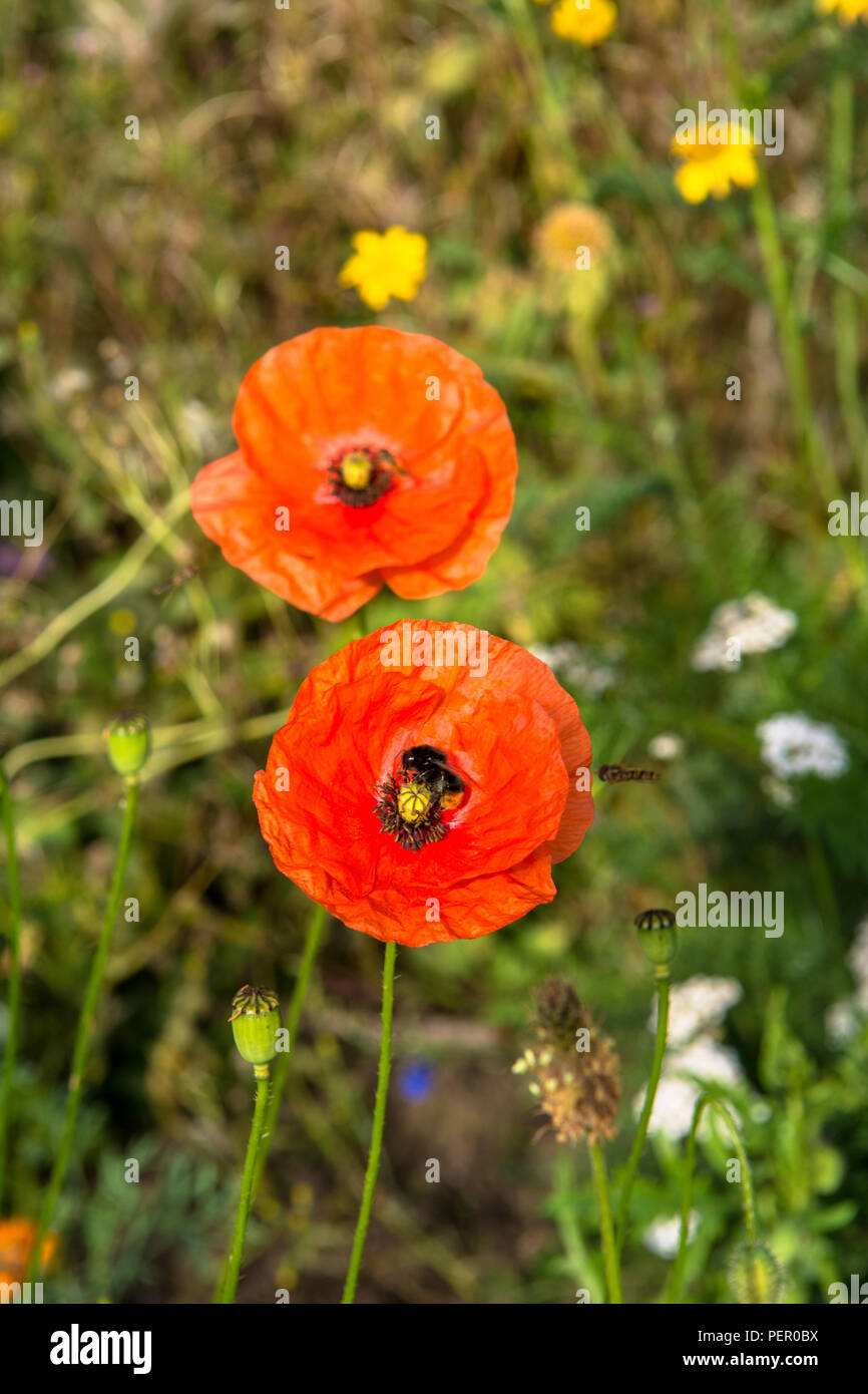 Wild Flowers Victoria Park Connswater Community Greenway East Belfast