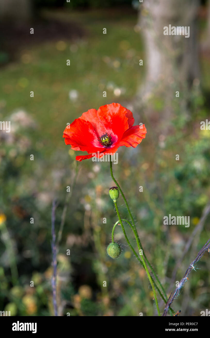 Wild Flowers Victoria Park Connswater Community Greenway East Belfast