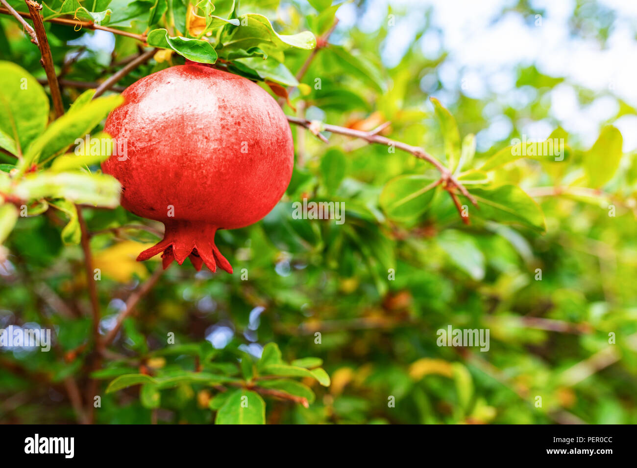 red pomegranate fruit on pomegranate tree Stock Photo