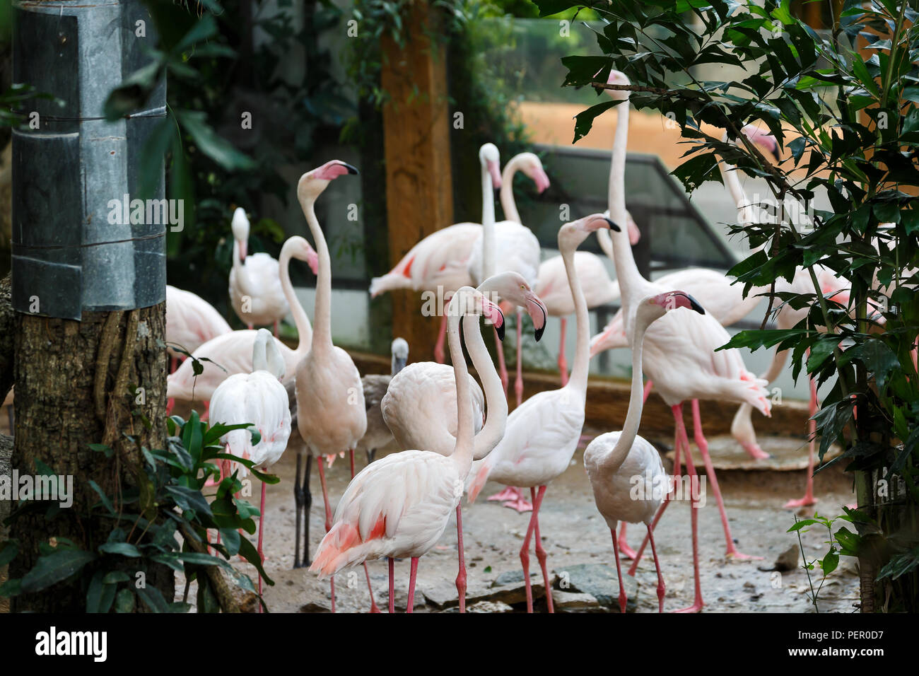 A beautiful flamingos, Flamingo is typical species for many countries