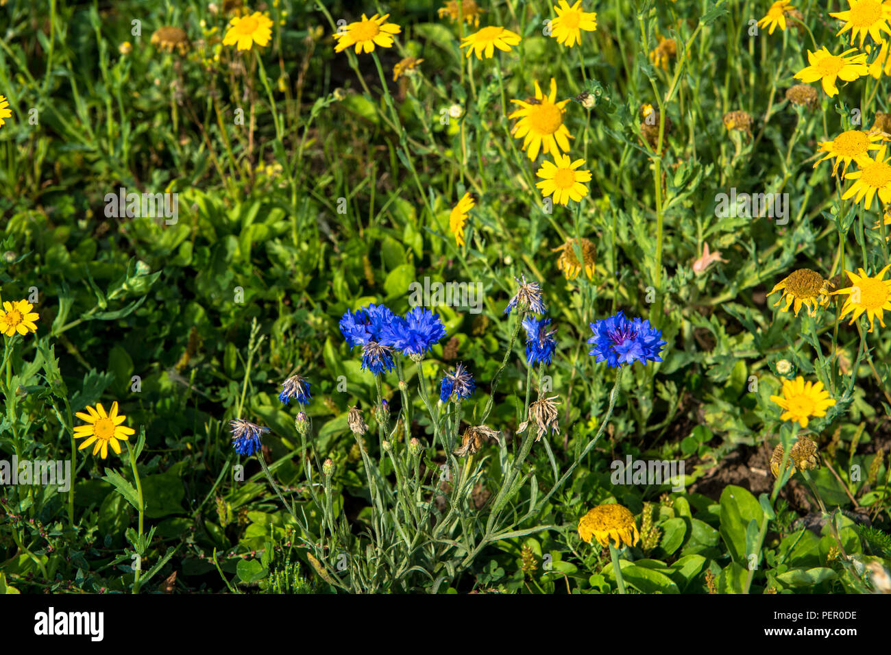 Wild Flowers Victoria Park Connswater Community Greenway East Belfast