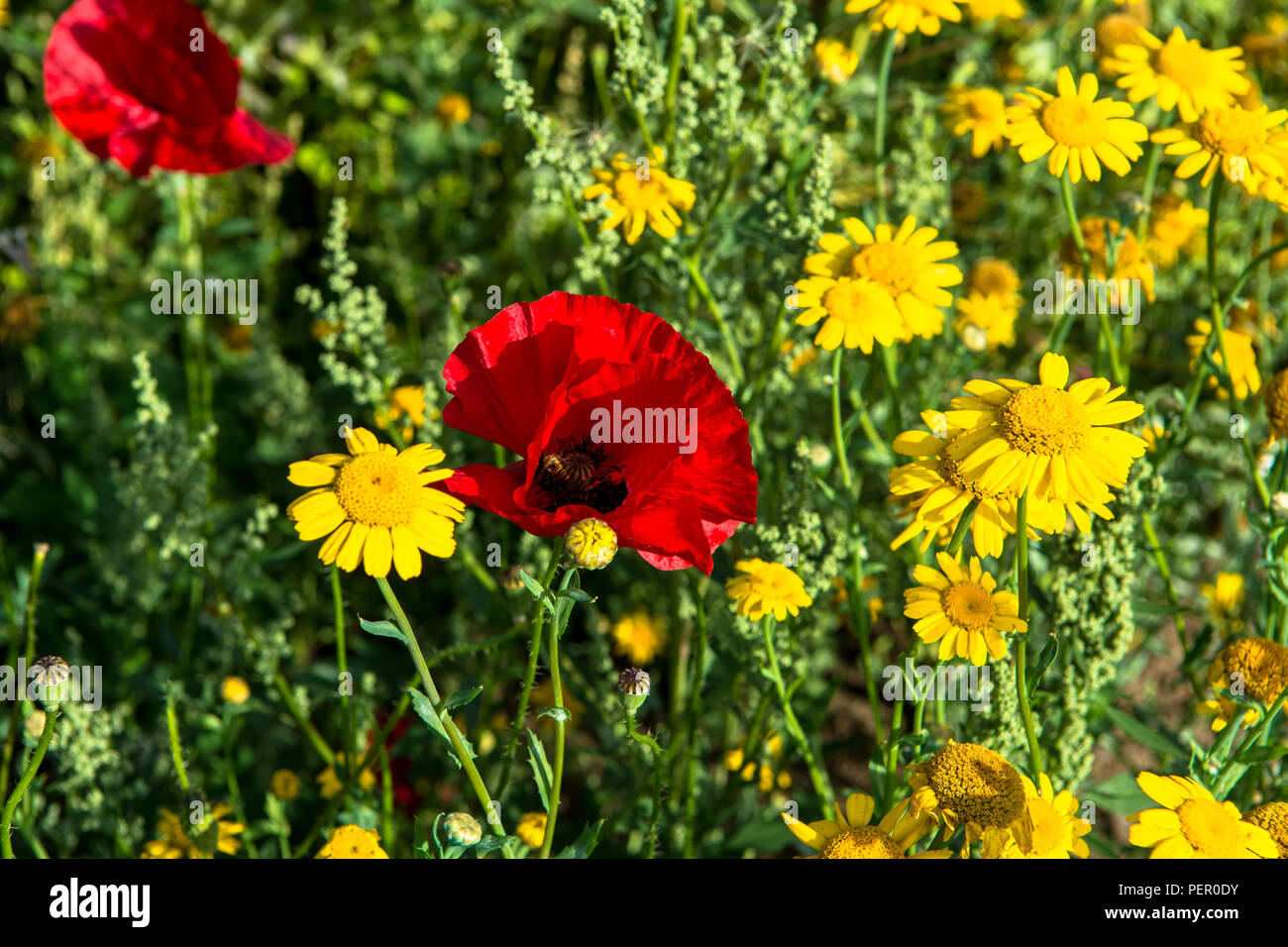 Wild Flowers Victoria Park Connswater Community Greenway East Belfast