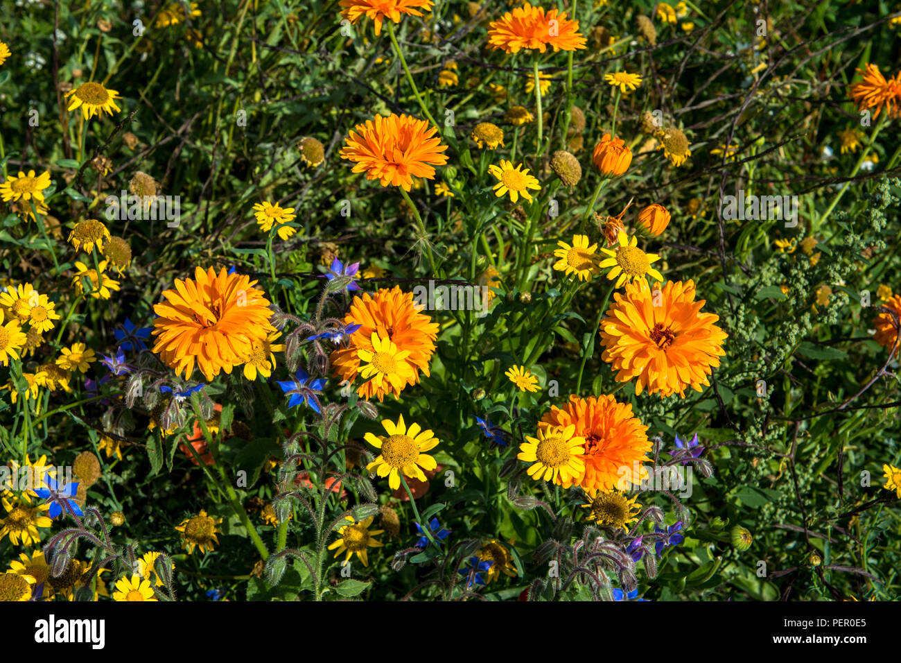 Wild Flowers Victoria Park Connswater Community Greenway East Belfast