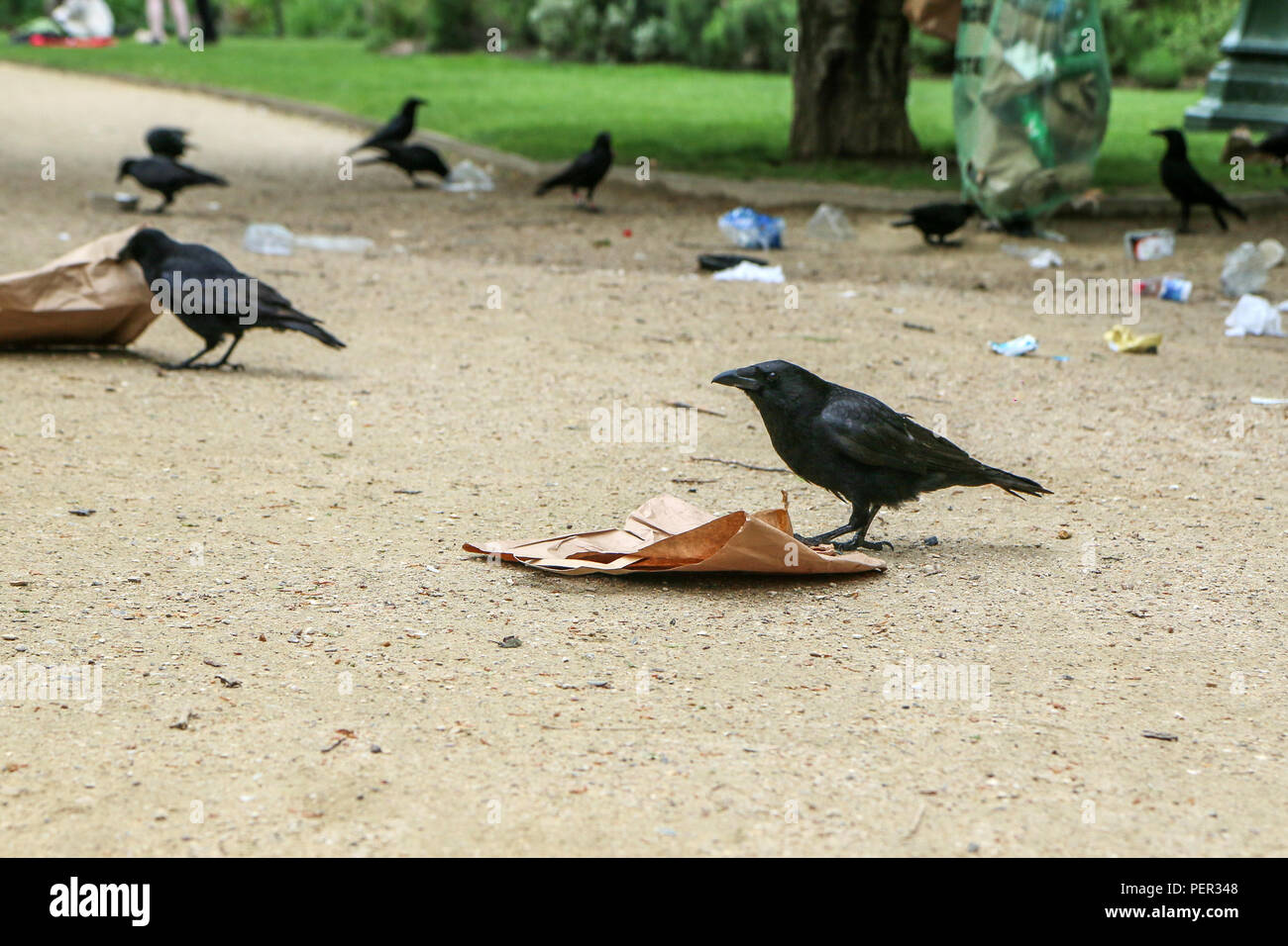 Bird eating garbage hires stock photography and images Alamy