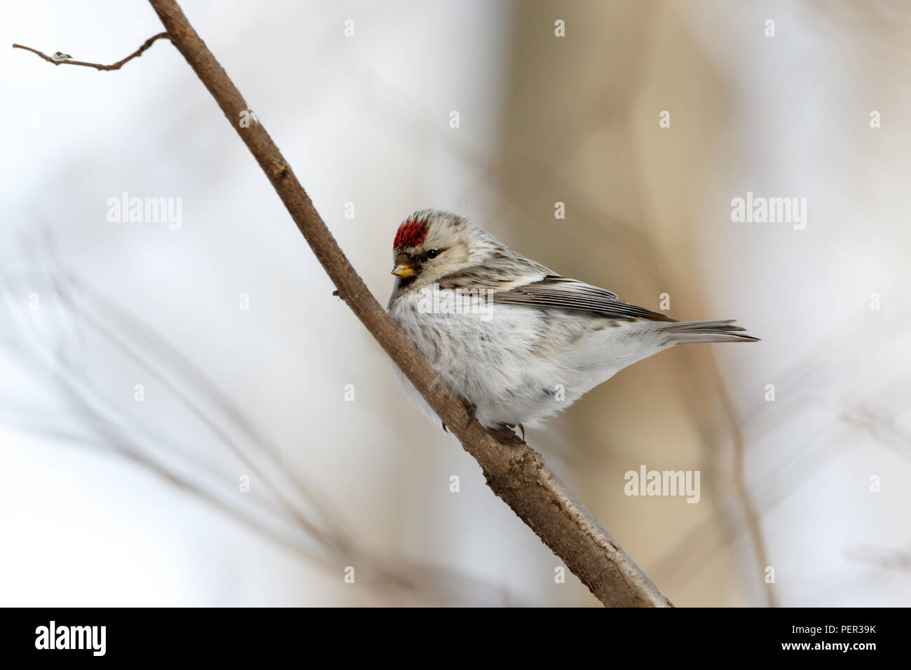 Arctic Redpoll (Acanthis hornemanni). Moscow region, Russia. Park Kurkino. Bird's species is identified inaccurately. Stock Photo