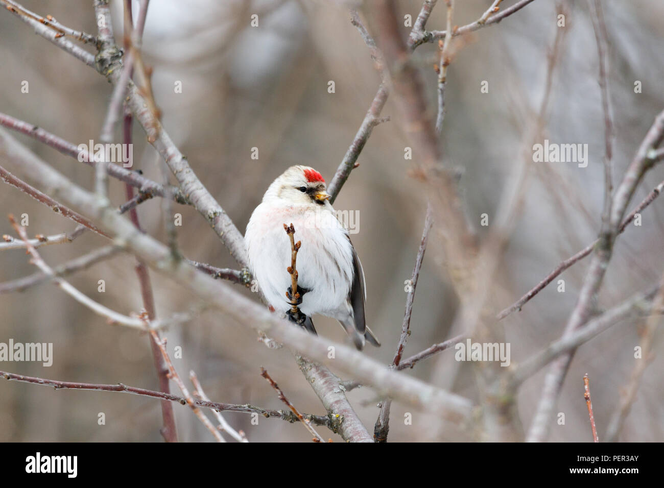 Arctic Redpoll (Acanthis hornemanni). Moscow region, Russia. Park Kurkino. Bird's species is identified inaccurately. Stock Photo