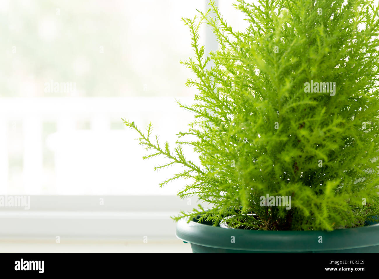 Lemon Cypress plant in green pot next to window. Stock Photo