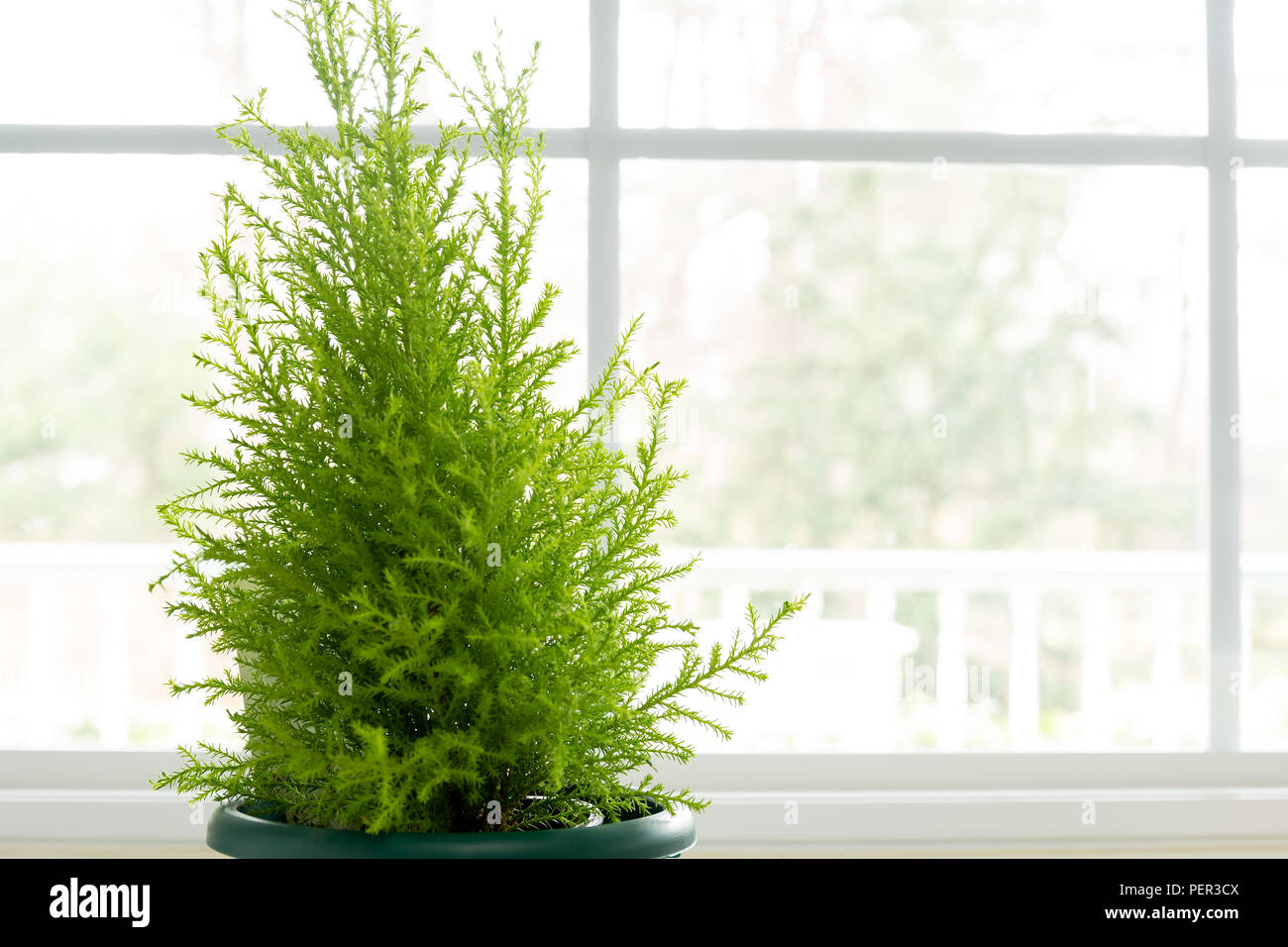 Lemon Cypress plant in green pot next to window. Stock Photo