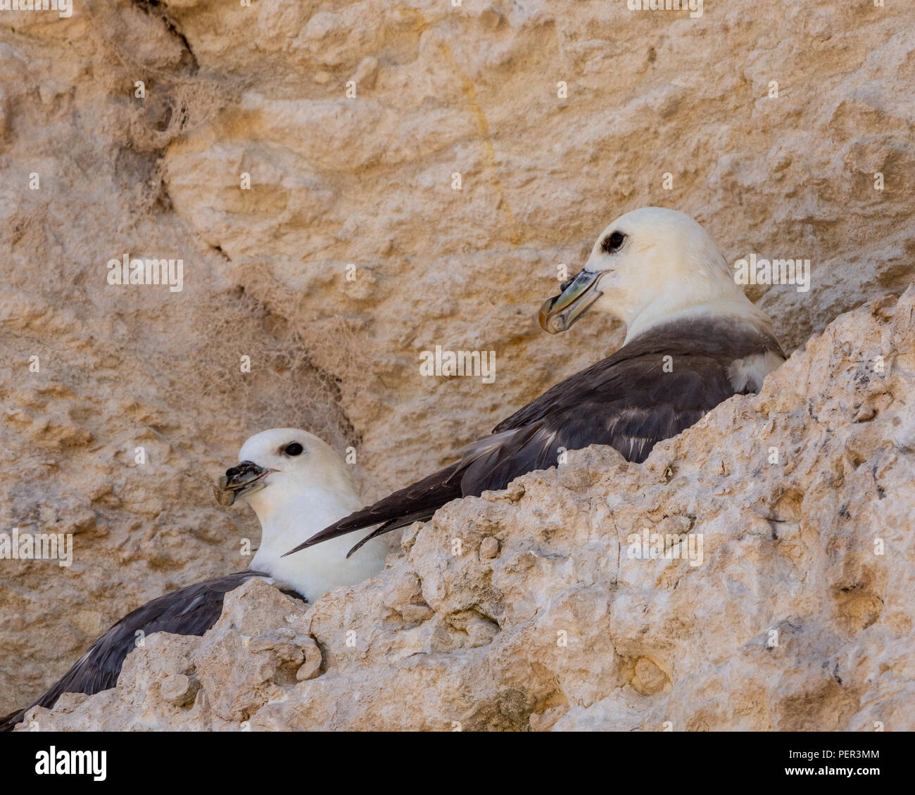 Nesting fulmars at old hunstanton cliffs Stock Photo