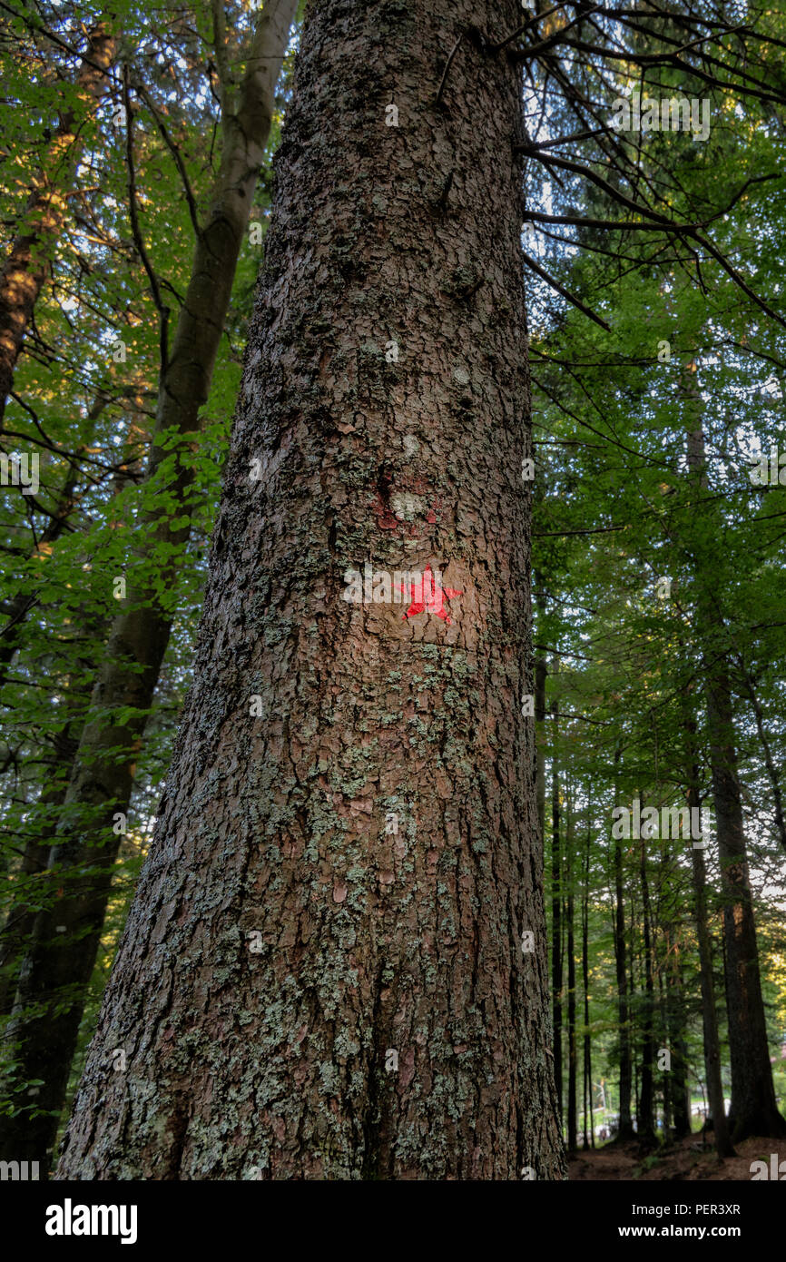 Red star painted on spruce marks the hiking trail to the memorial of Pohorje battalion near Osankarica, Slovenia Stock Photo