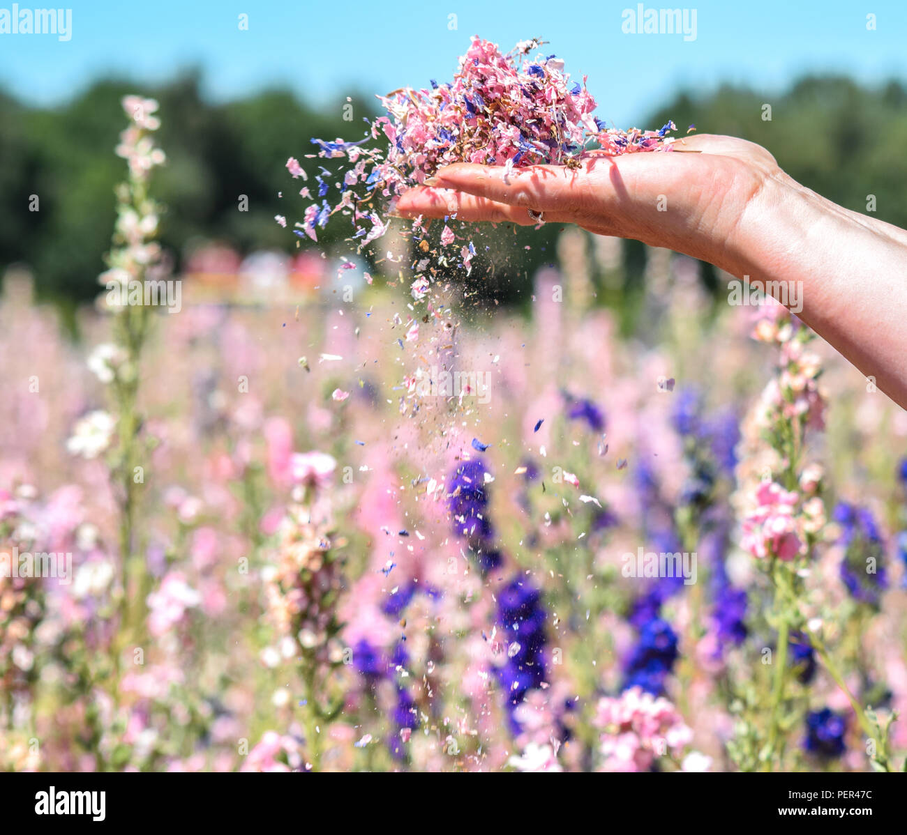 Real confetti company hires stock photography and images Alamy