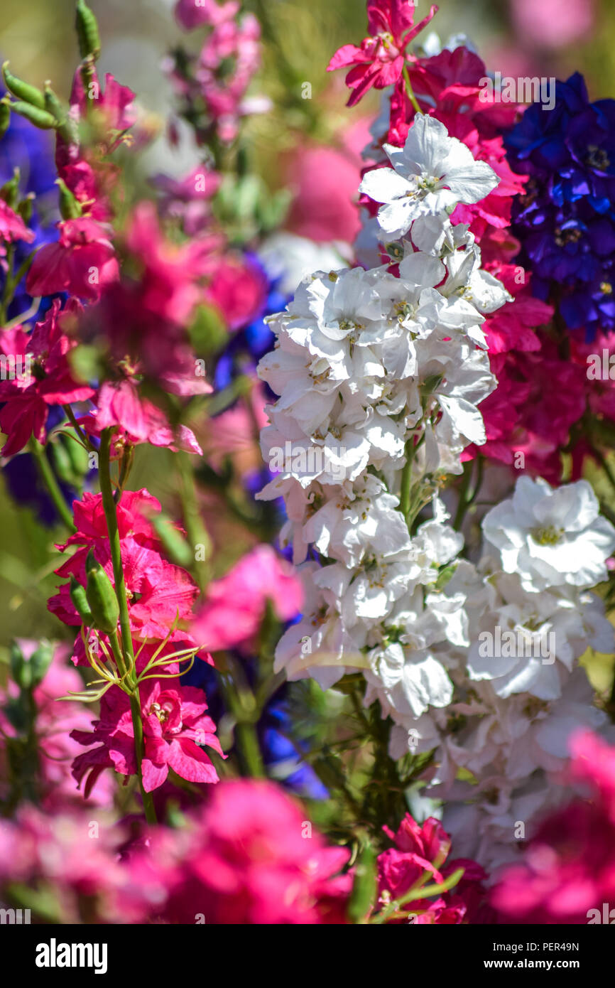 Real confetti company hires stock photography and images Alamy