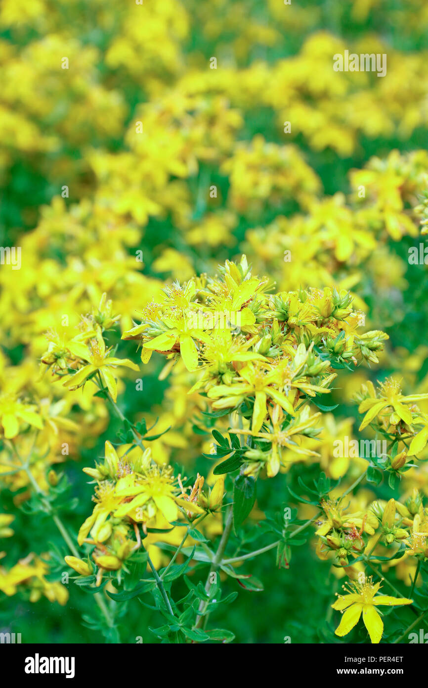 Yellow flowers of St John's Wort, a medicinal herb used for the