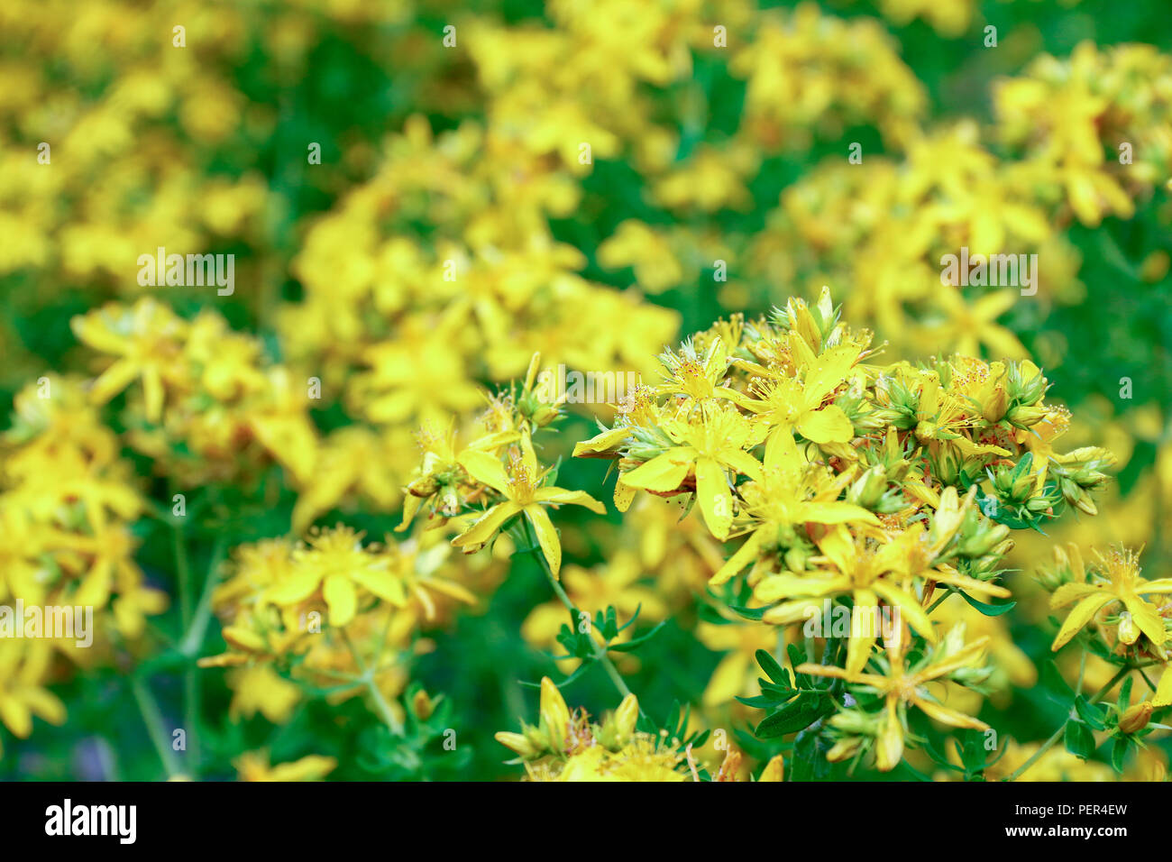 Yellow flowers of St John's Wort, a medicinal herb used for the