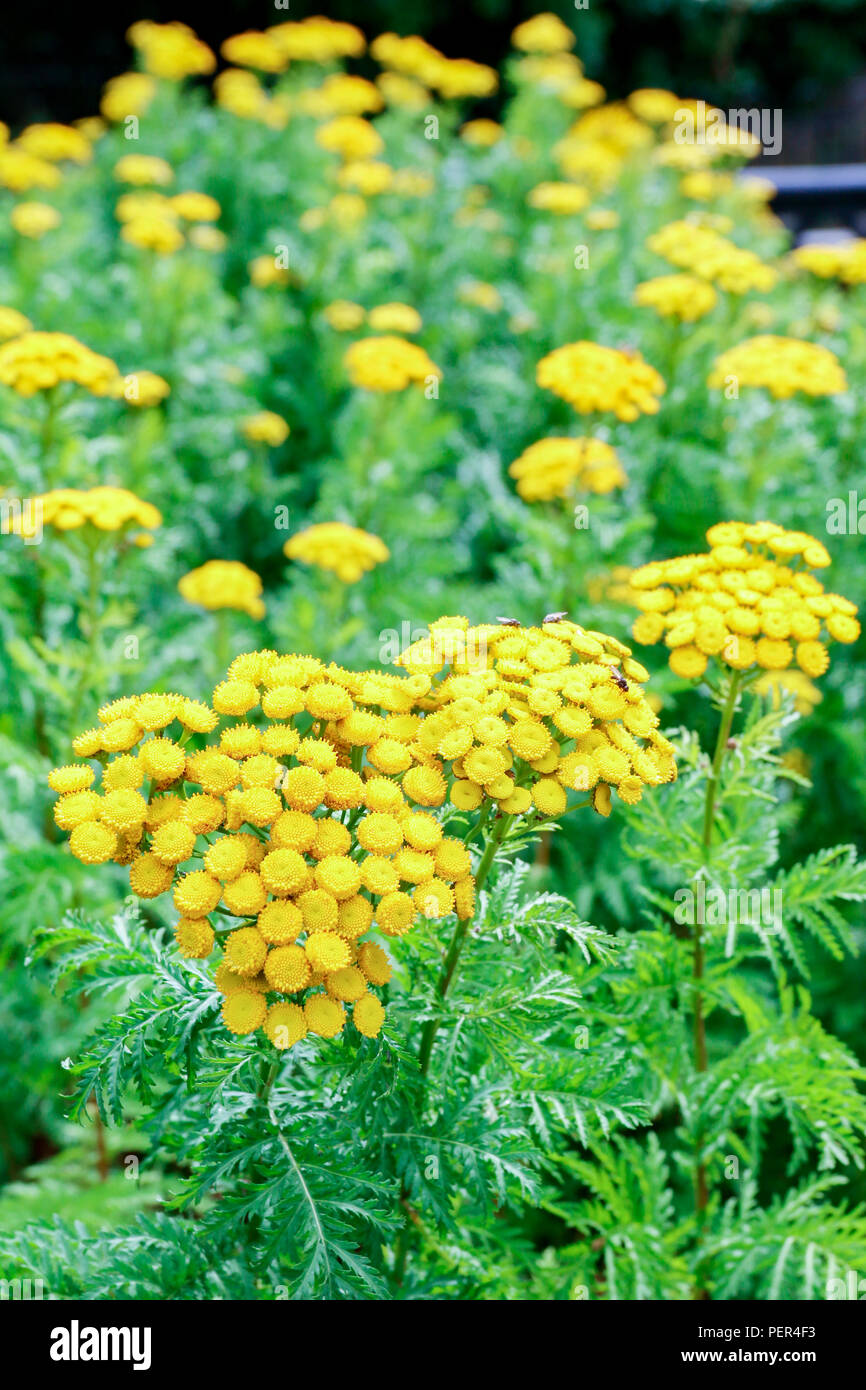 Yellow flowers of Tansy, a medicinal herb used for the treatment of a variety of illnesses Stock Photo