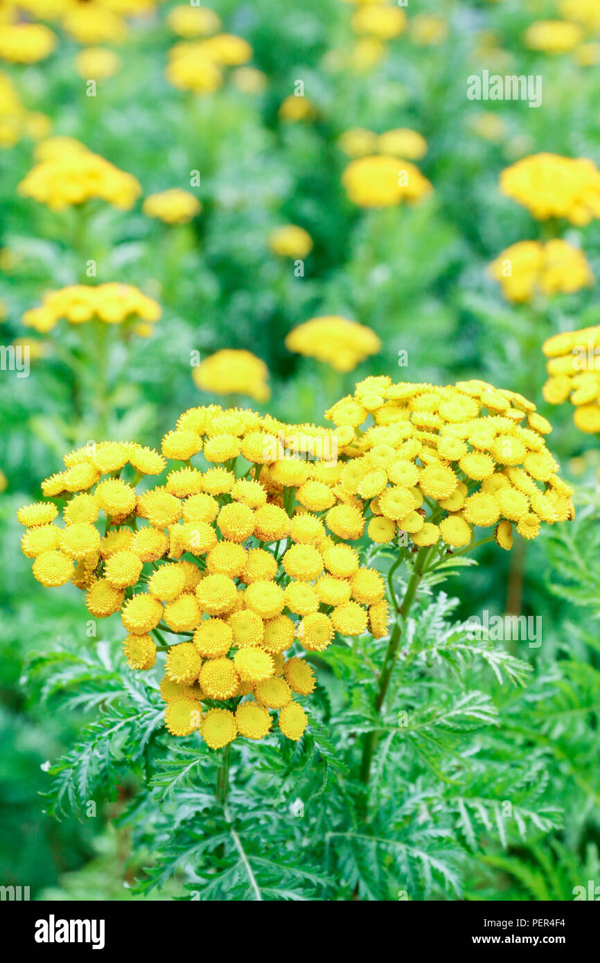 Yellow flowers of Tansy, a medicinal herb used for the treatment of a variety of illnesses Stock Photo