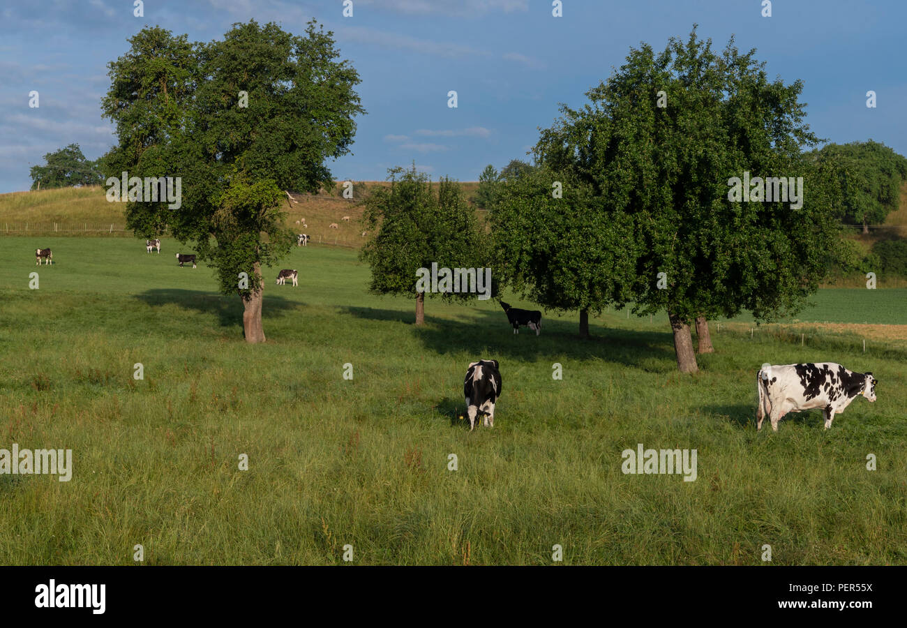 Holstein Cows Grazing High Resolution Stock Photography and Images - Alamy