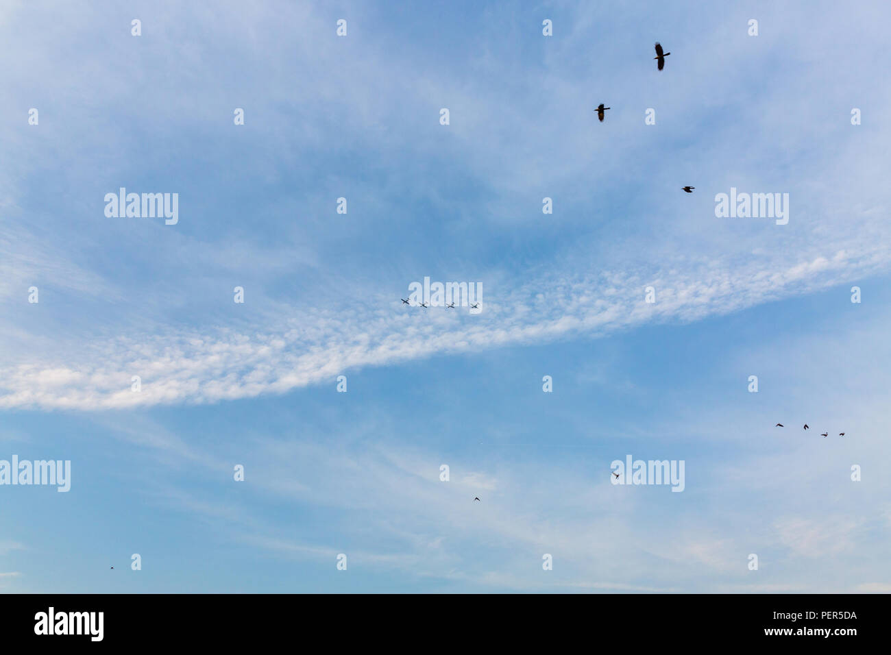 Sky birds, Dhaka, Bangladesh Stock Photo